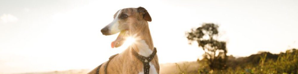 Whippet sunshine