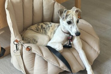Luana in Hundetasche
